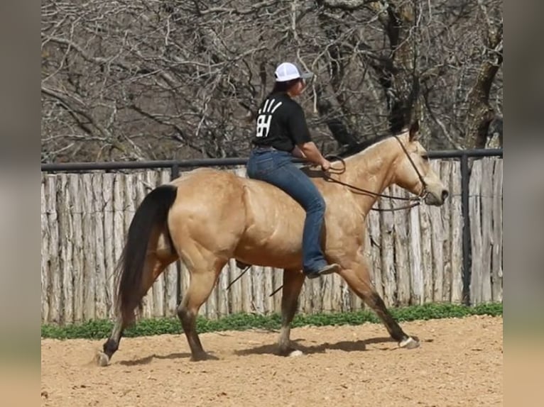 American Quarter Horse Castrone 16 Anni 155 cm Pelle di daino in Wetherford TX