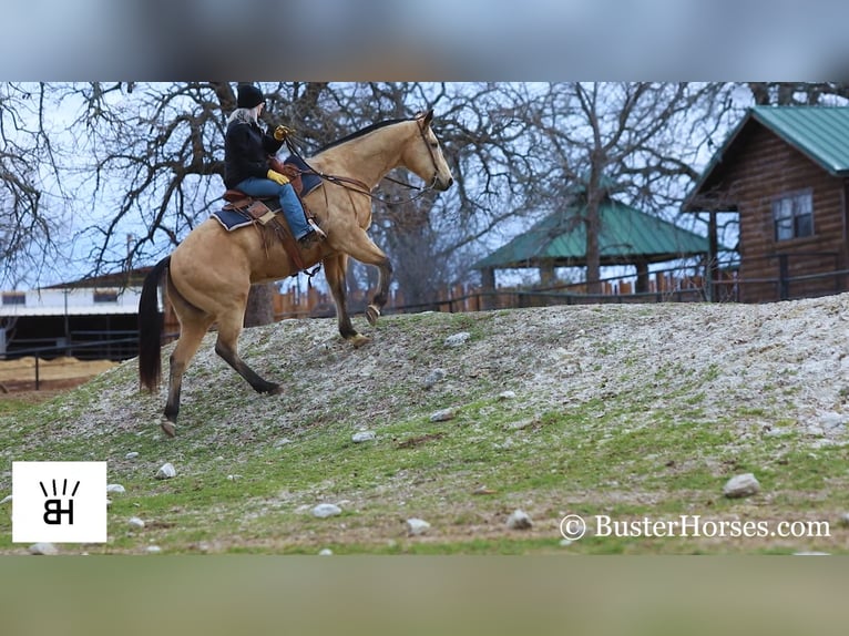 American Quarter Horse Castrone 16 Anni 155 cm Pelle di daino in Wetherford TX