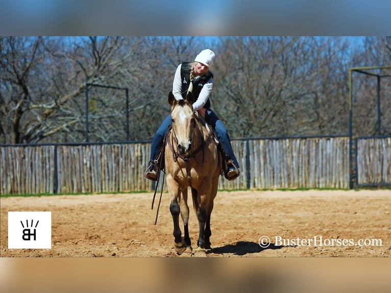 American Quarter Horse Castrone 16 Anni 155 cm Pelle di daino in Wetherford TX