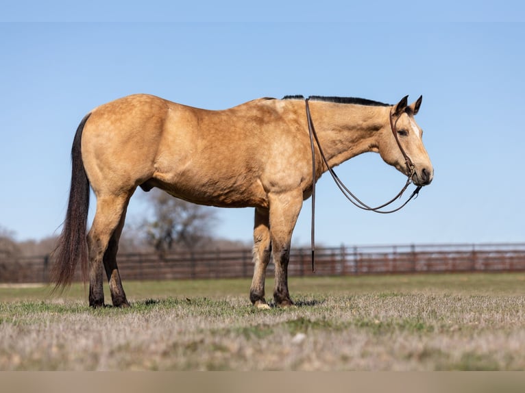 American Quarter Horse Castrone 16 Anni 155 cm Pelle di daino in Wetherford TX