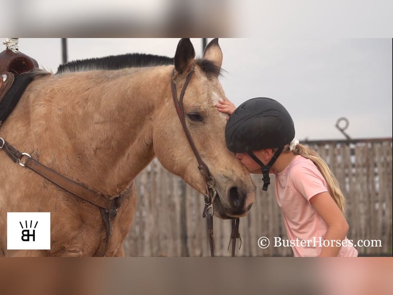 American Quarter Horse Castrone 16 Anni 155 cm Pelle di daino in Wetherford TX