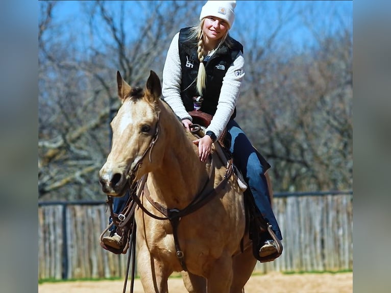 American Quarter Horse Castrone 16 Anni 155 cm Pelle di daino in Wetherford TX