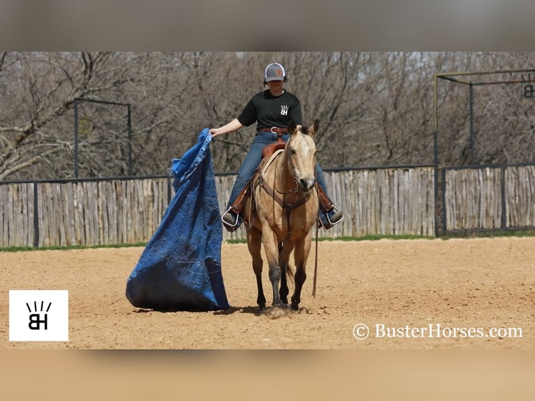 American Quarter Horse Castrone 16 Anni 155 cm Pelle di daino in Wetherford TX