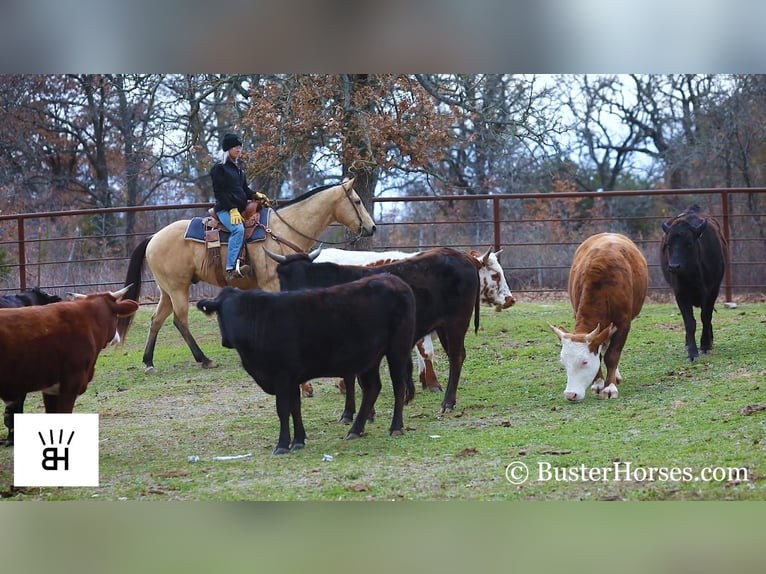 American Quarter Horse Castrone 16 Anni 155 cm Pelle di daino in Wetherford TX