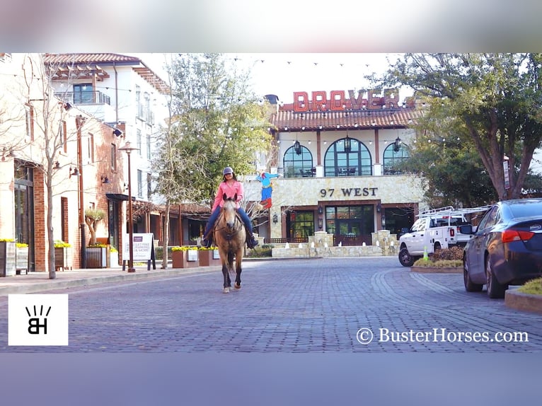 American Quarter Horse Castrone 16 Anni 155 cm Pelle di daino in Wetherford TX