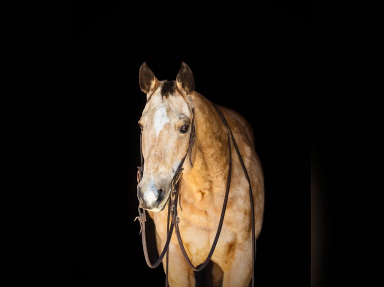 American Quarter Horse Castrone 16 Anni 155 cm Pelle di daino in Wetherford TX