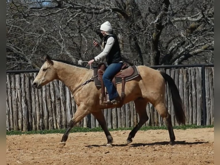 American Quarter Horse Castrone 16 Anni 155 cm Pelle di daino in Wetherford TX