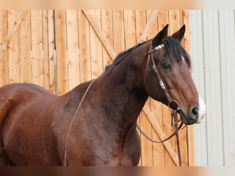 American Quarter Horse Castrone 16 Anni 157 cm Baio ciliegia in Fort Collins