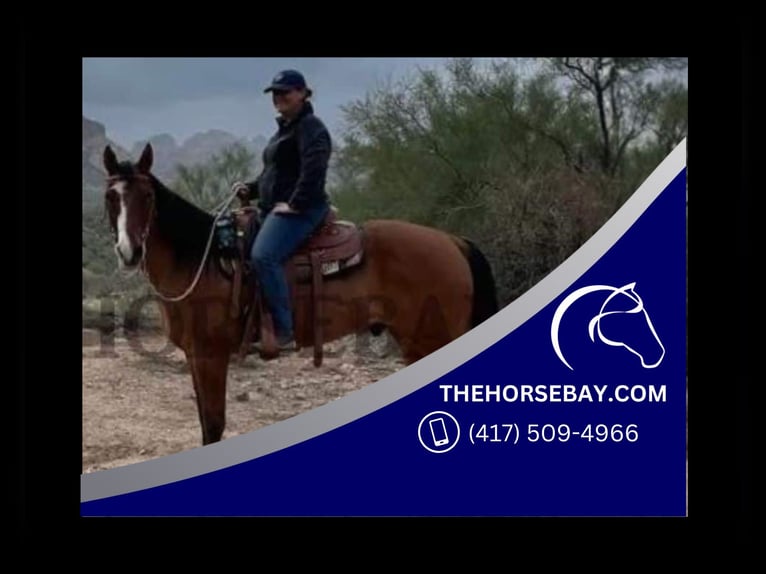 American Quarter Horse Castrone 16 Anni 157 cm Falbo in Apache Junction, AZ