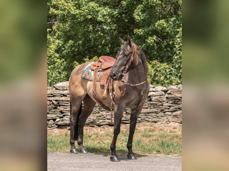 American Quarter Horse Castrone 16 Anni 157 cm Grullo in Everett PA