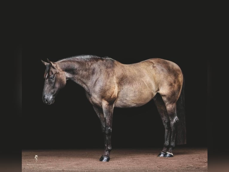 American Quarter Horse Castrone 16 Anni 157 cm Grullo in Everett PA