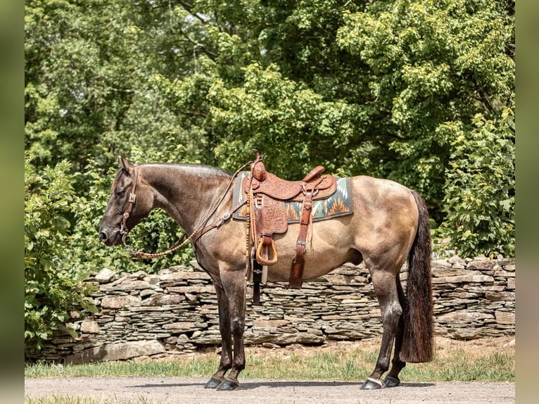 American Quarter Horse Castrone 16 Anni 157 cm Grullo in Everett PA