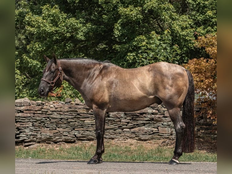 American Quarter Horse Castrone 16 Anni 157 cm Grullo in Everett PA