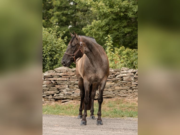 American Quarter Horse Castrone 16 Anni 157 cm Grullo in Everett PA