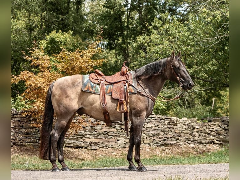 American Quarter Horse Castrone 16 Anni 157 cm Grullo in Everett PA