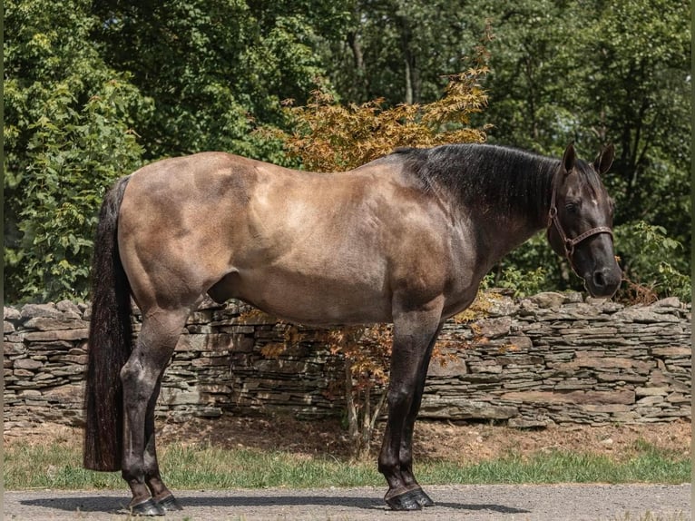 American Quarter Horse Castrone 16 Anni 157 cm Grullo in Everett PA