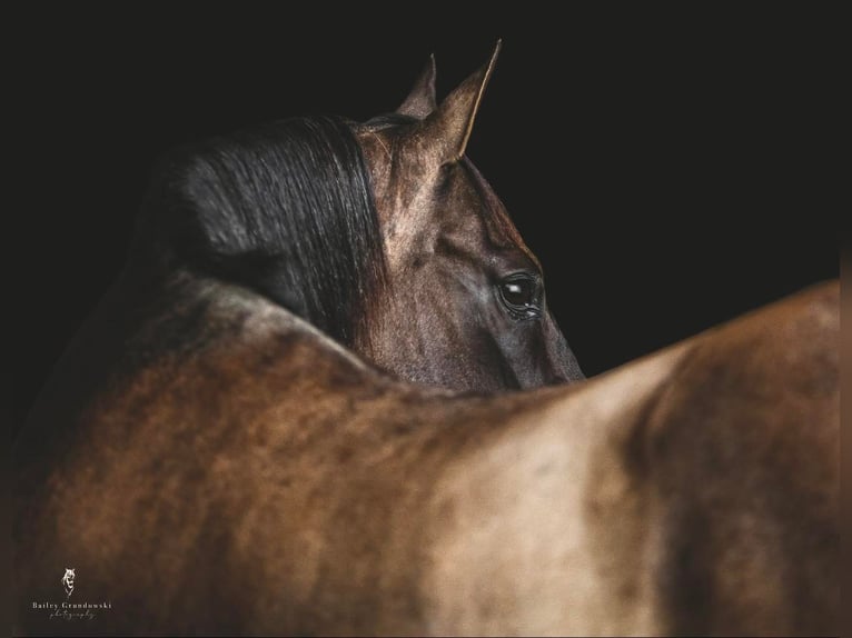 American Quarter Horse Castrone 16 Anni 157 cm Grullo in Everett PA