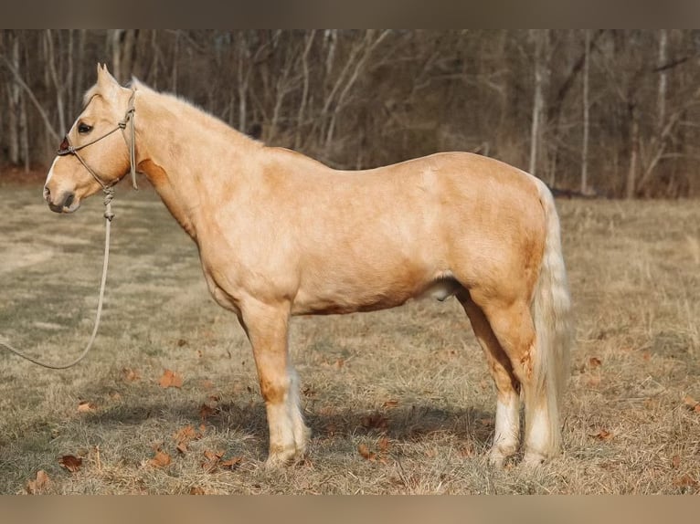 American Quarter Horse Castrone 16 Anni 157 cm Palomino in Hillsboro KY