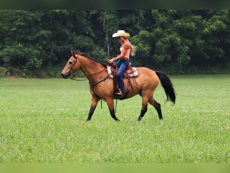 American Quarter Horse Castrone 16 Anni 157 cm Pelle di daino in Hillsboro KY