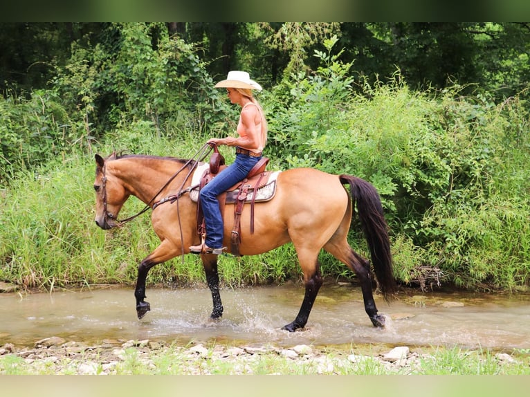 American Quarter Horse Castrone 16 Anni 157 cm Pelle di daino in Hillsboro KY