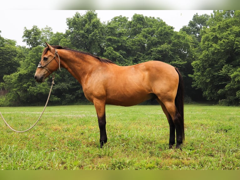 American Quarter Horse Castrone 16 Anni 157 cm Pelle di daino in Hillsboro KY