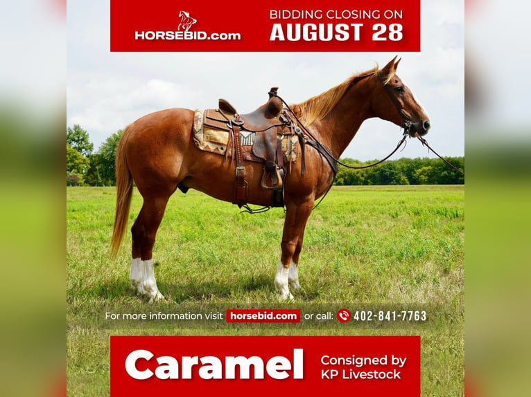 American Quarter Horse Castrone 16 Anni 157 cm Sauro ciliegia in Valley Springs, SD