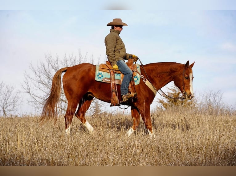 American Quarter Horse Castrone 16 Anni 157 cm Sauro ciliegia in Valley Springs