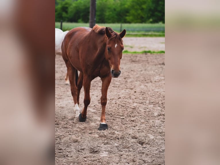 American Quarter Horse Castrone 16 Anni 158 cm Sauro in Leiferde