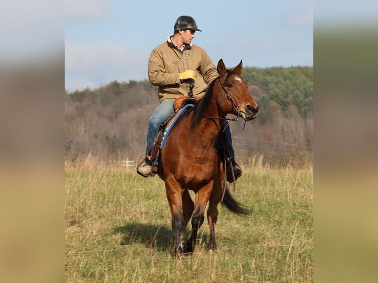 American Quarter Horse Castrone 16 Anni 160 cm Baio ciliegia in Mount Vernon KY