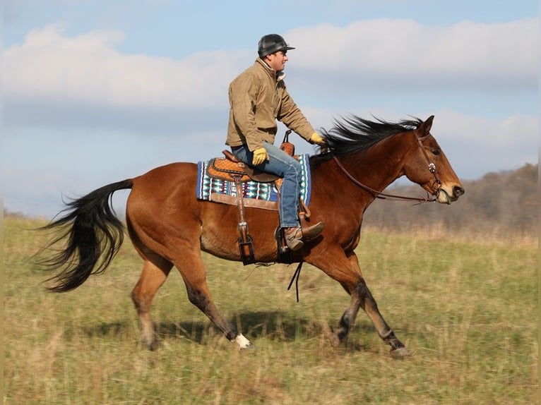 American Quarter Horse Castrone 16 Anni 160 cm Baio ciliegia in Mount Vernon KY