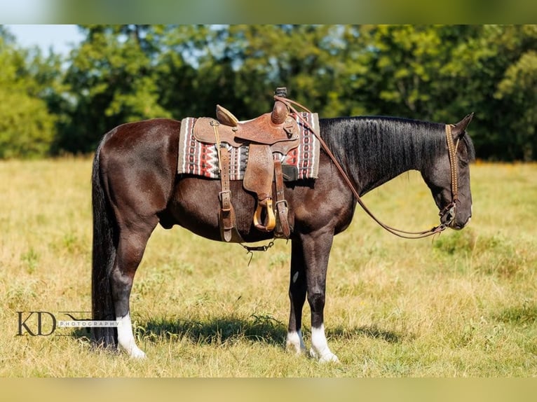 American Quarter Horse Castrone 16 Anni 160 cm Morello in Quitman, AR