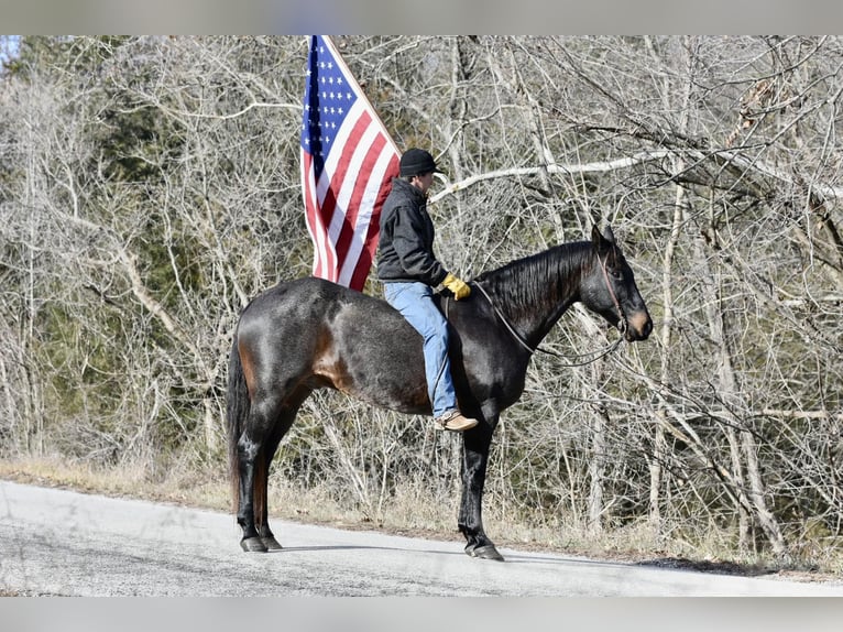 American Quarter Horse Castrone 16 Anni 160 cm Roano blu in Sweet Springs, MO
