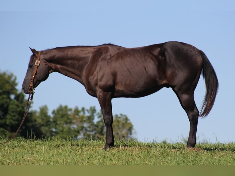 American Quarter Horse Castrone 16 Anni 163 cm Morello in Mount Vernon KY