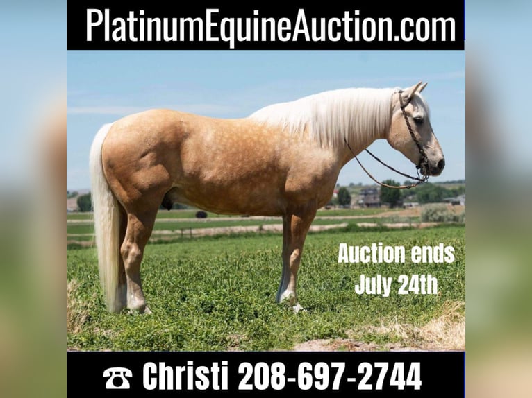 American Quarter Horse Castrone 16 Anni 163 cm Palomino in Homedale ID