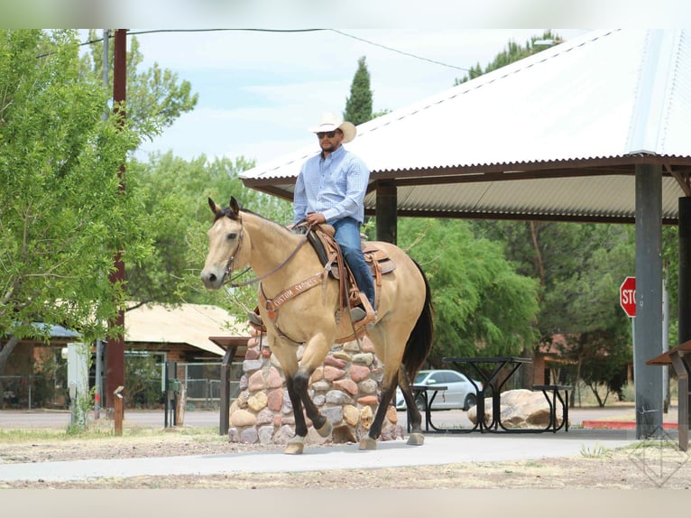 American Quarter Horse Castrone 16 Anni 163 cm Pelle di daino in Nogales AZ