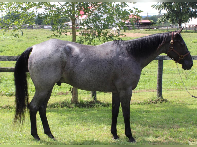 American Quarter Horse Castrone 16 Anni 163 cm Roano blu in Borden IN