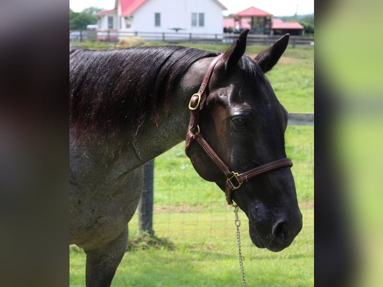 American Quarter Horse Castrone 16 Anni 163 cm Roano blu in Borden IN