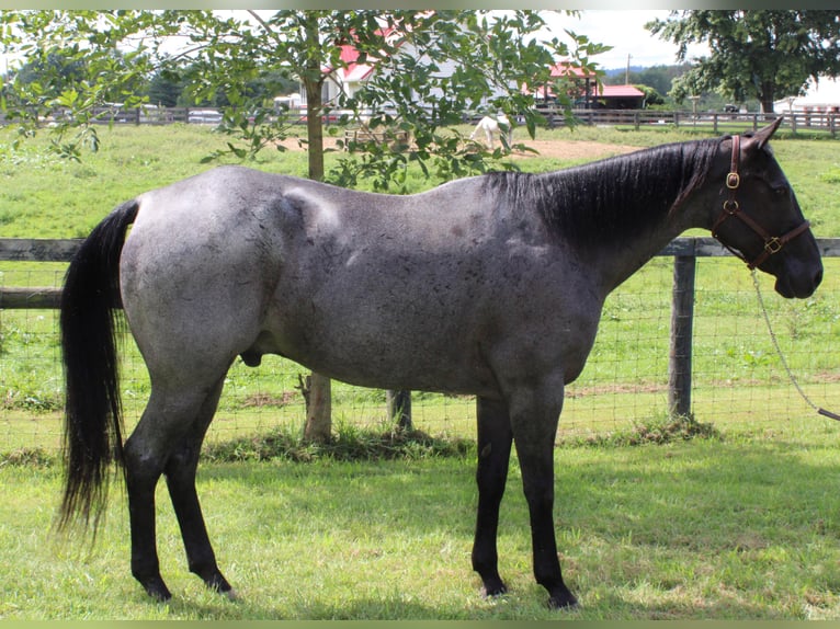 American Quarter Horse Castrone 16 Anni 163 cm Roano blu in Borden IN