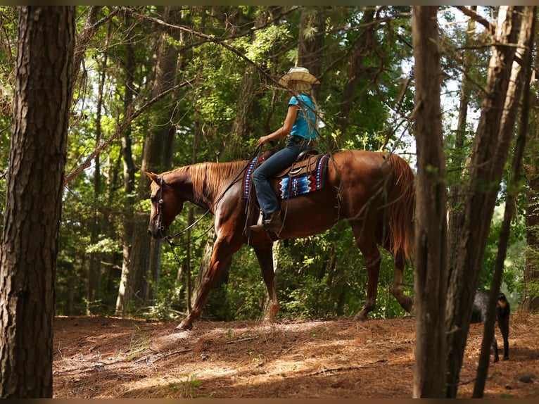 American Quarter Horse Castrone 16 Anni 163 cm Sauro scuro in Huntsville TX