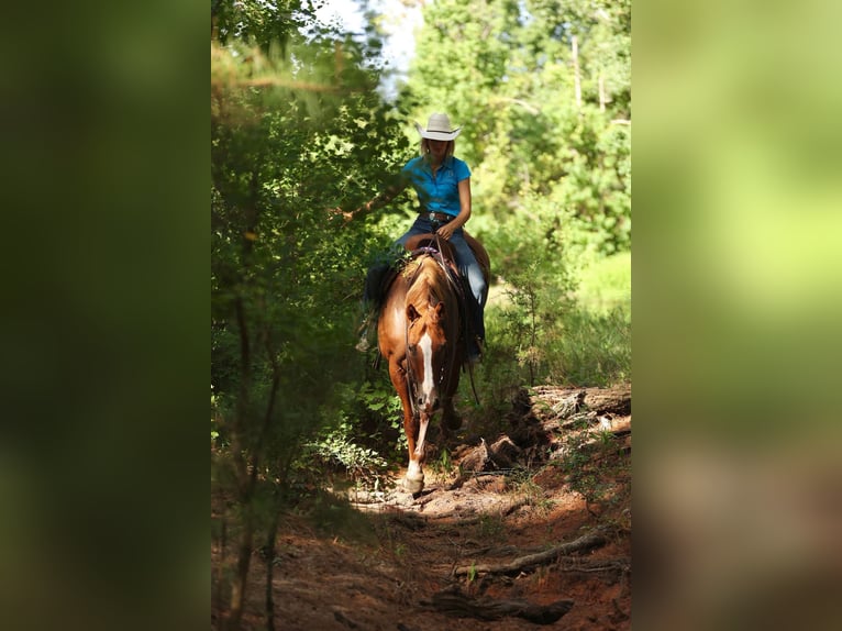 American Quarter Horse Castrone 16 Anni 163 cm Sauro scuro in Huntsville TX