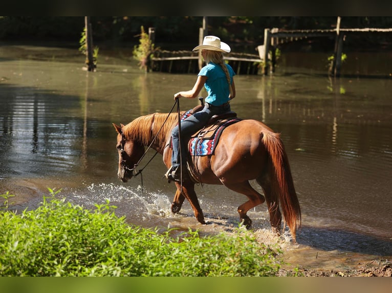 American Quarter Horse Castrone 16 Anni 163 cm Sauro scuro in Huntsville TX