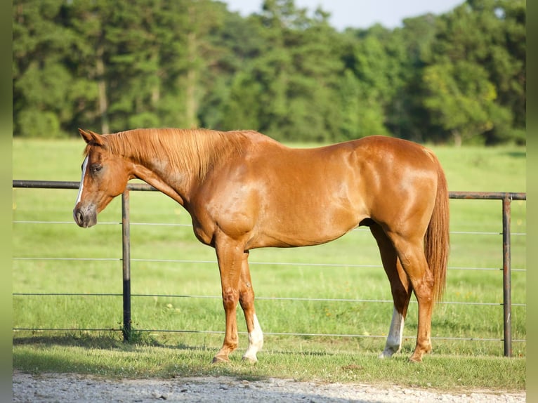 American Quarter Horse Castrone 16 Anni 163 cm Sauro scuro in Huntsville TX