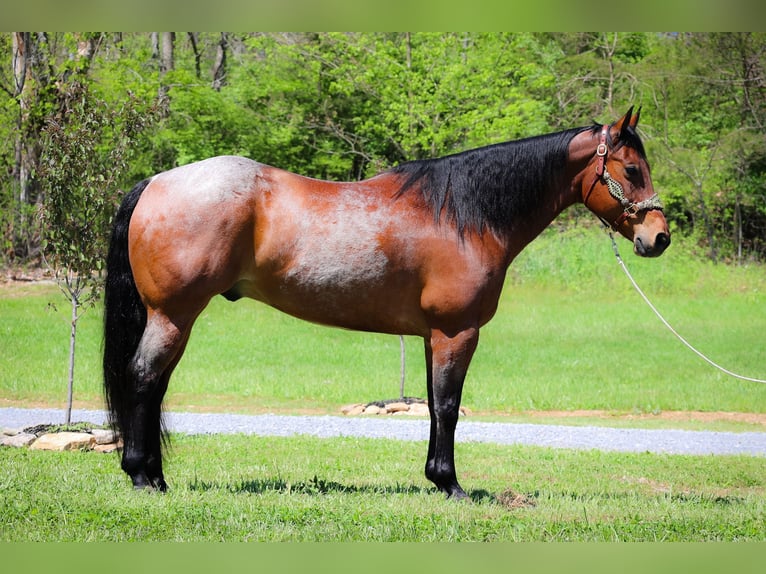 American Quarter Horse Castrone 16 Anni 165 cm Baio roano in Flemingsburg Ky