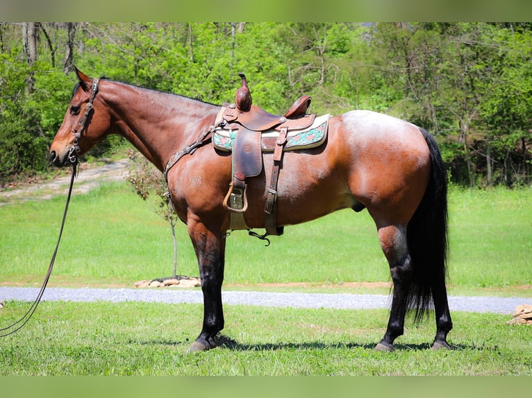 American Quarter Horse Castrone 16 Anni 165 cm Baio roano in Flemingsburg Ky