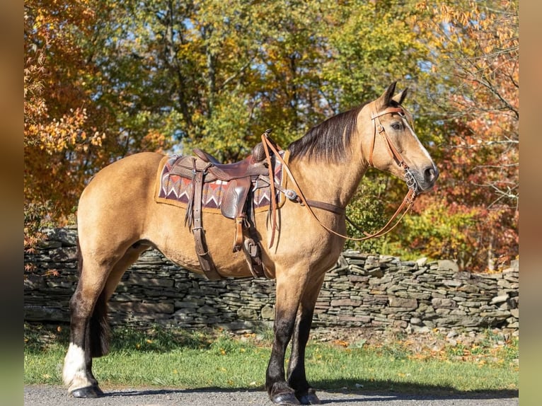 American Quarter Horse Castrone 16 Anni 165 cm Pelle di daino in Everette PA