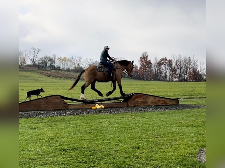 American Quarter Horse Castrone 16 Anni 165 cm Pelle di daino in Everette PA