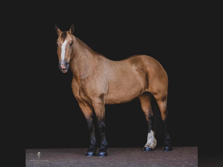 American Quarter Horse Castrone 16 Anni 165 cm Pelle di daino in Everette PA