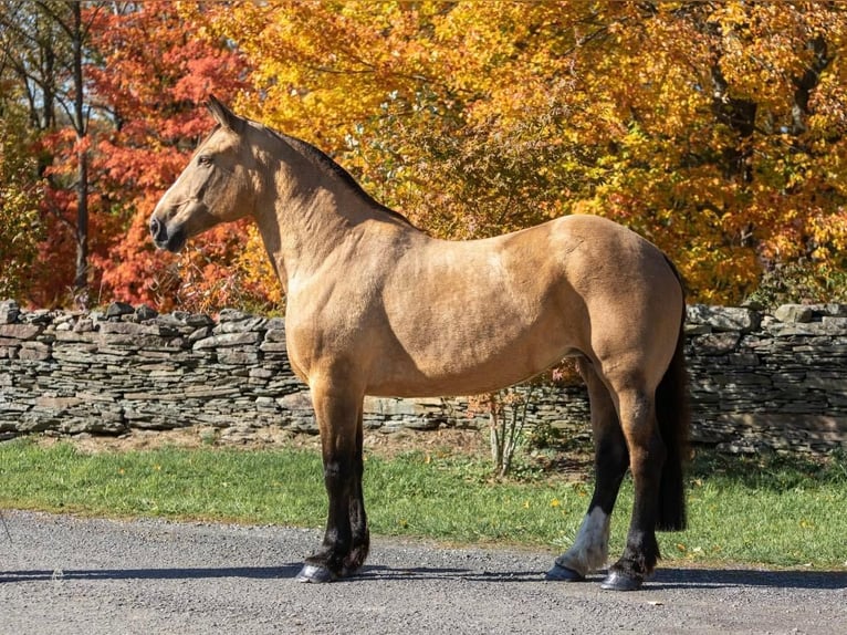 American Quarter Horse Castrone 16 Anni 165 cm Pelle di daino in Everette PA