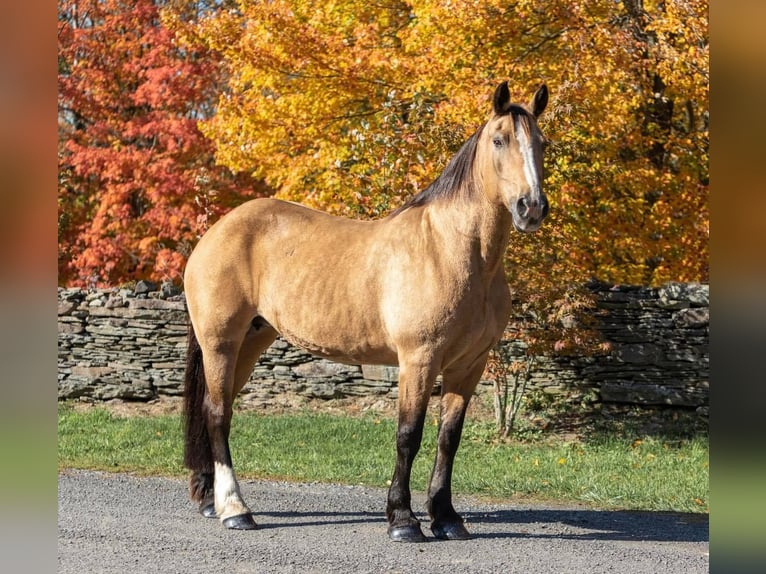 American Quarter Horse Castrone 16 Anni 165 cm Pelle di daino in Everette PA