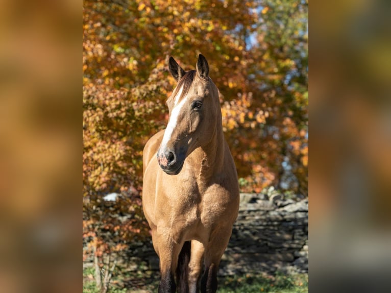 American Quarter Horse Castrone 16 Anni 165 cm Pelle di daino in Everette PA